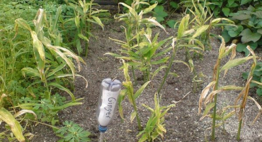 Jak pěstovat a pečovat o zázvor venku a kdy sklízet